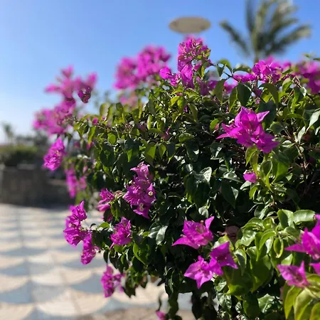 Appartement Sunny Seaview Modern - Pool And Access *